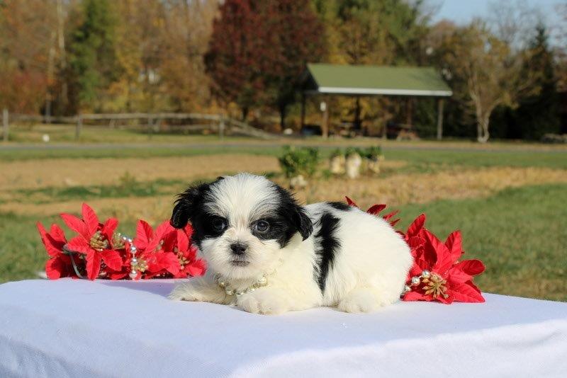 puppy, for, sale, Mal - Shi, Matthew B. Stoltzfus, dog, breeder, Gap, PA, dog-breeder, puppy-for-sale, forsale, nearby, find, puppyfind, locator, puppylocator, aca